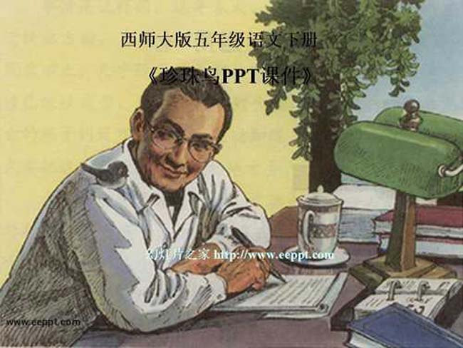 珍珠鸟PPT课件
