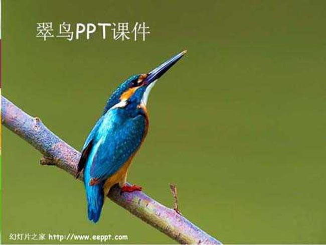 翠鸟ppt课件