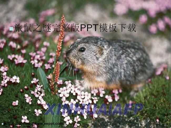 旅鼠之谜完整版ppt课件模板下载