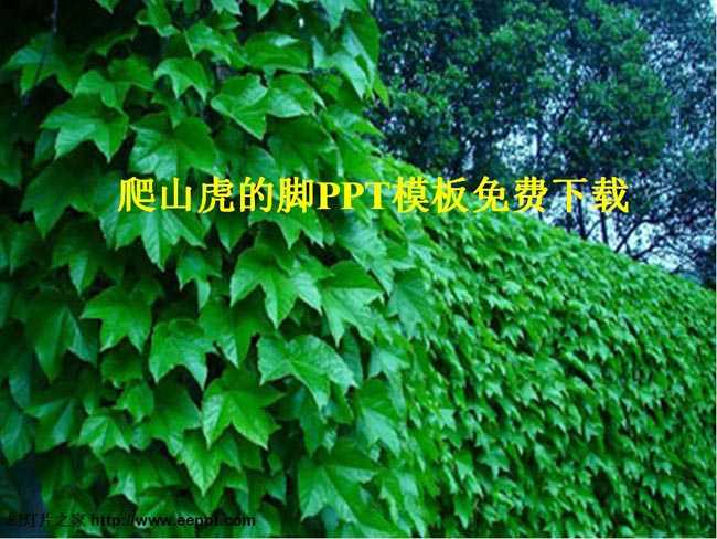爬山虎的脚课件ppt模板免费下载