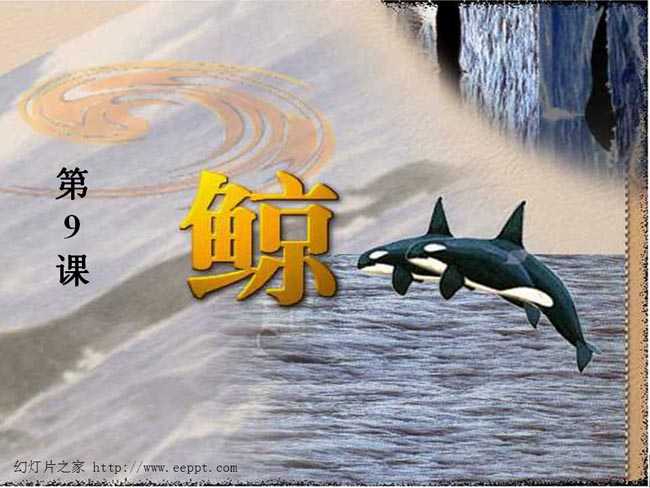 鲸ppt课件完整版下载