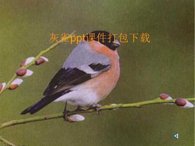 灰雀ppt课件打包下载