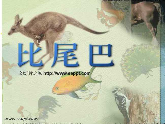 比尾巴PPT课件
