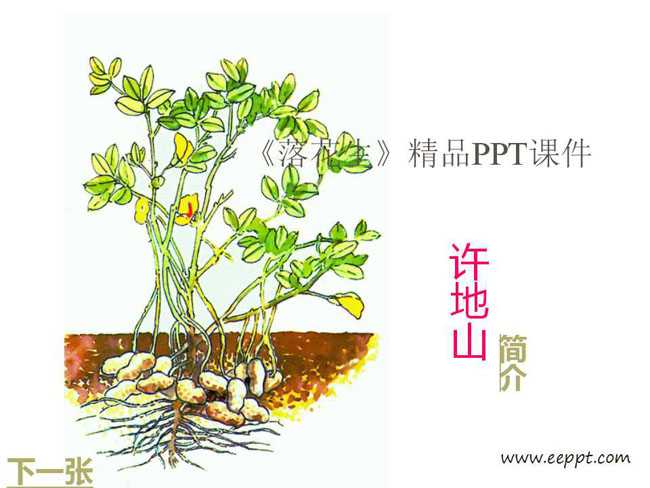 落花生PPT课件模板