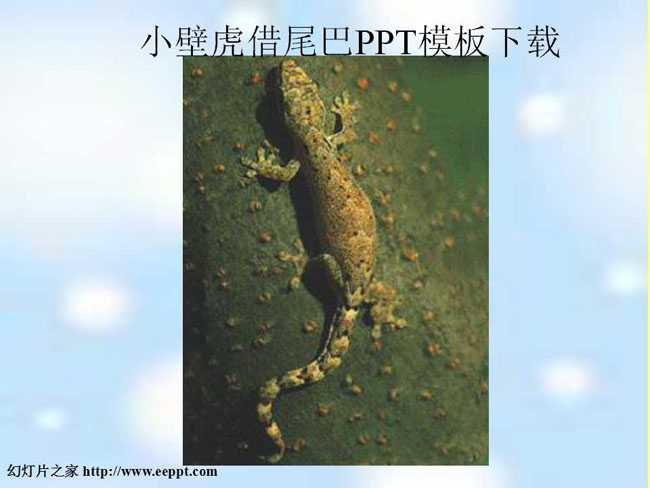 小壁虎借尾巴PPT课件模板下载
