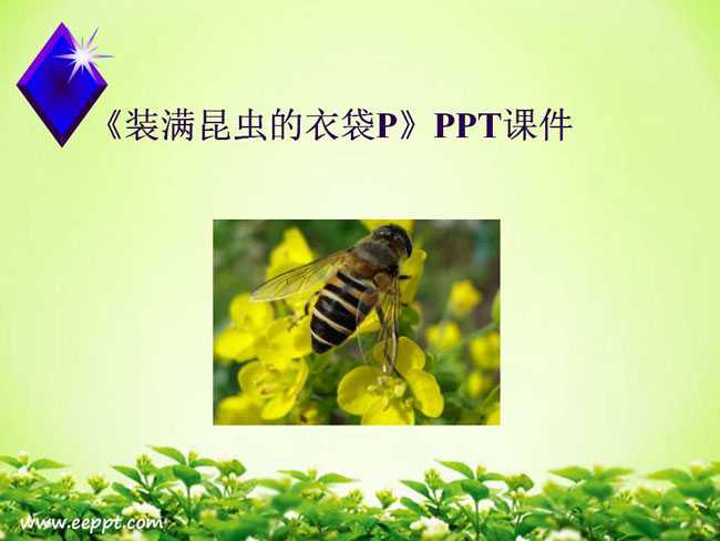 装满昆虫的衣袋PPT课件模板