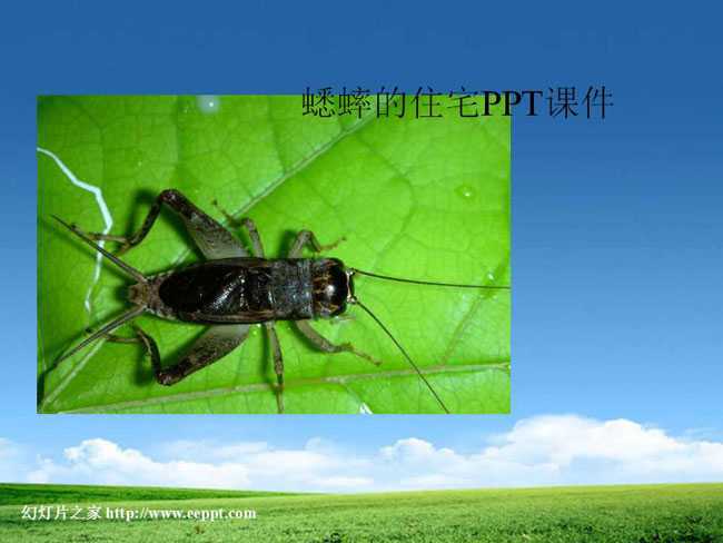蟋蟀的住宅PPT课件