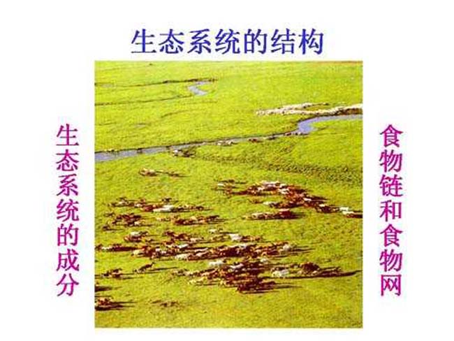 生态系统的结构