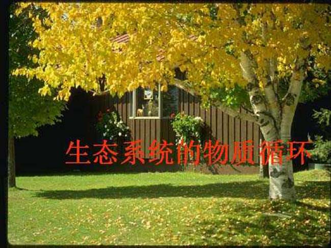 生态系统的物质循环