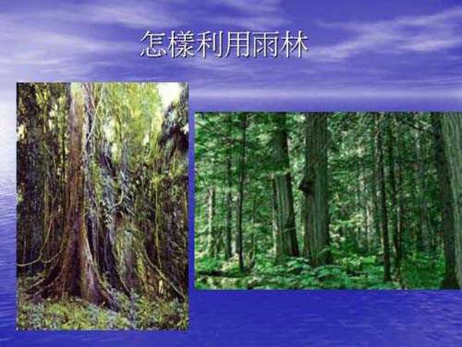 雨林利用