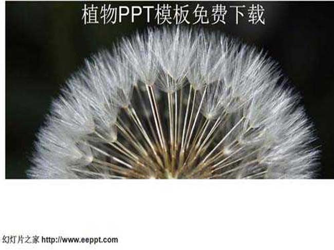 植物ppt模板在线免费下载