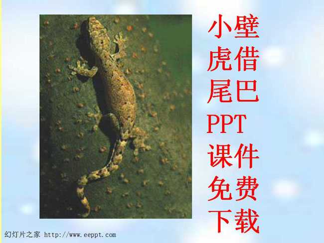 小壁虎借尾巴PPT课件免费下载