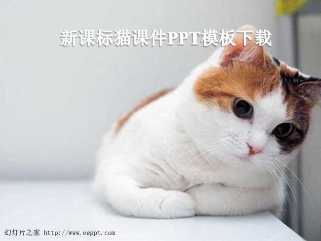 新课标猫课件PPT模板下载