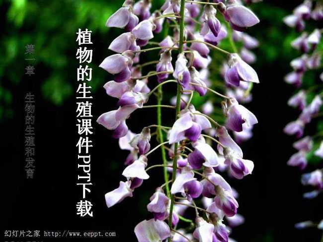 植物的生殖课件PPT下载