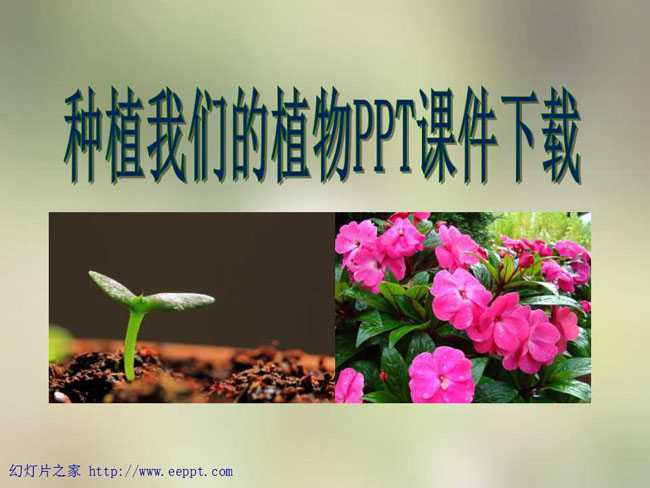 种植我们的植物PPT课件下载