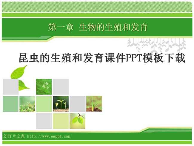 昆虫的生殖和发育课件PPT模板下载