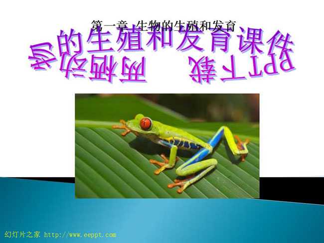 两栖动物的生殖和发育课件PPT下载