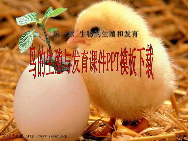 鸟的生殖与发育课件PPT模板下载
