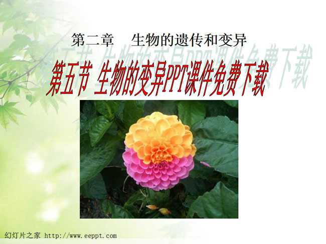 生物的变异PPT课件免费下载