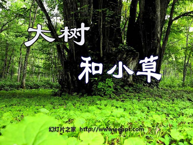 《大树和小草》幻灯片在线免费下载