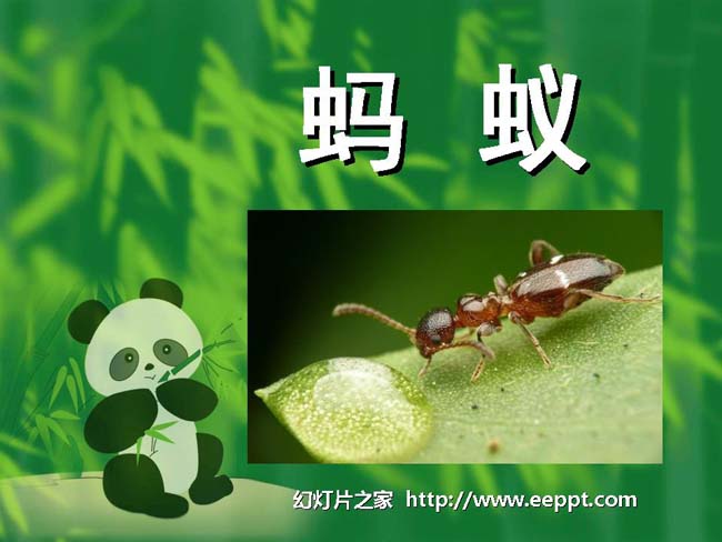 蚂蚁幻灯片模板在线免费下载