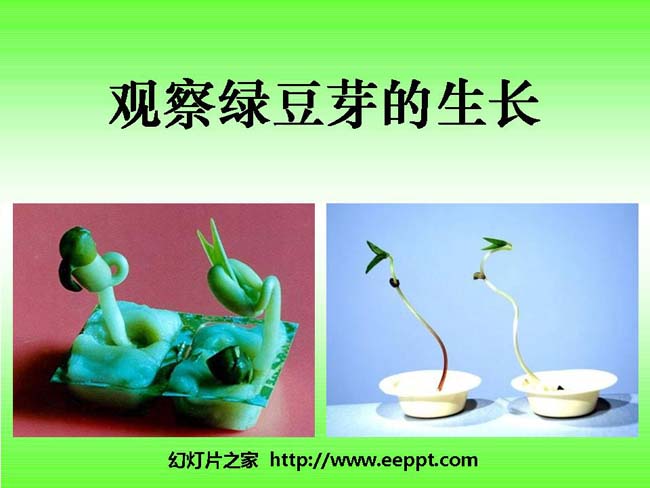 观察绿豆芽的生长PPT模板在线免费下载