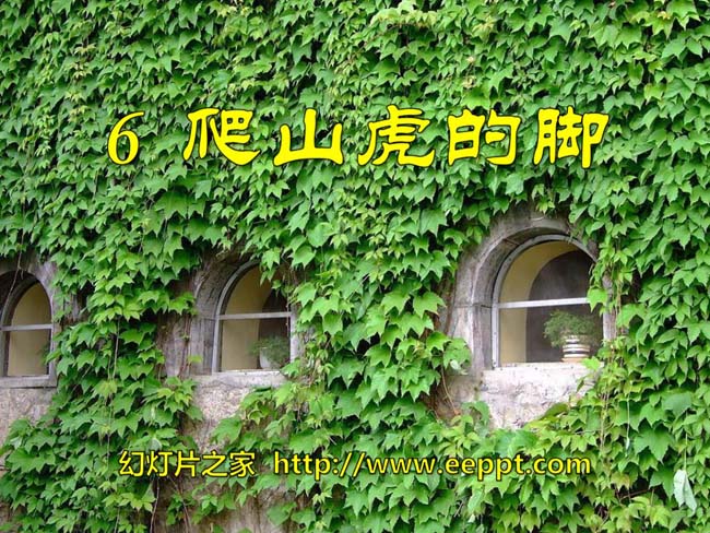 《爬山虎的脚》ppt模板在线下载