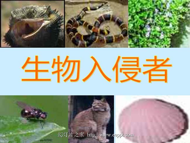 生物入侵者ppt演示模板下载