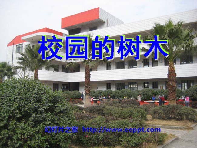 《校园的树木》PPT课件模板在线免费下载
