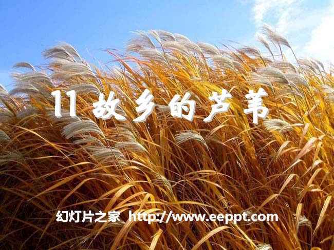 《故乡的芦苇》ppt演示模板免费下载