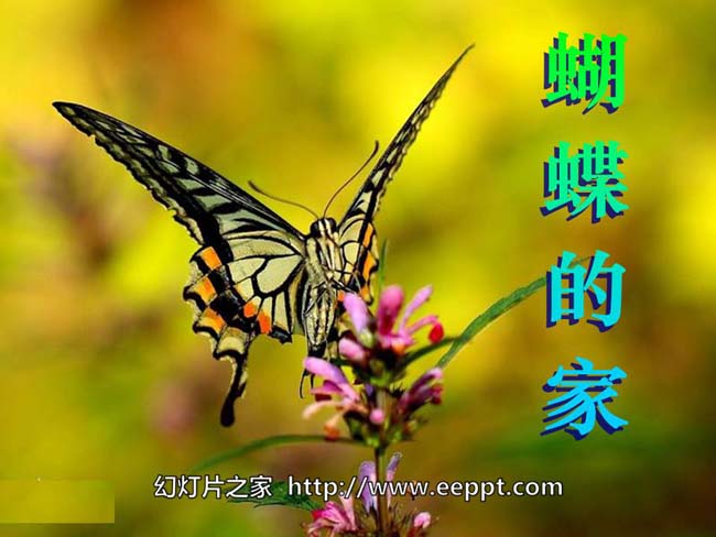 《蝴蝶的家》ppt模板在线下载