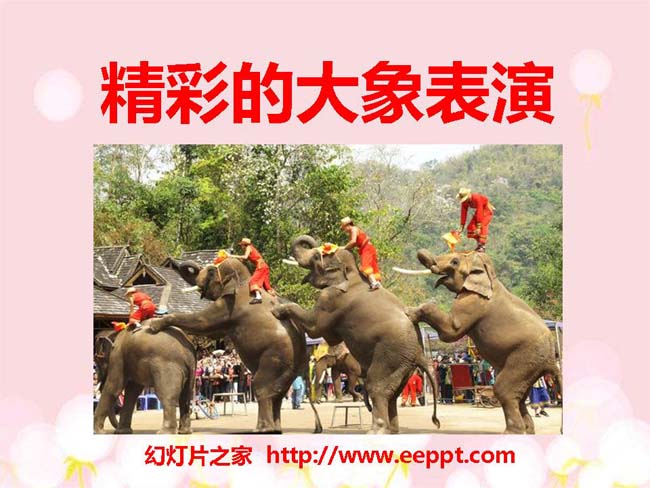 《精彩的大象表演》ppt演示模板免费下载