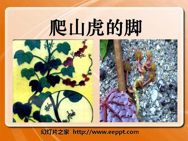 《爬山虎的脚》ppt课件模板免费下载
