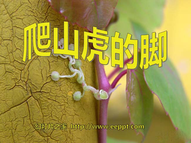 《爬山虎的脚》ppt课件模板在线下载