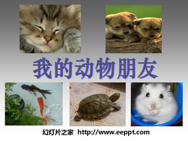 《我的动物朋友》ppt模板在线下载
