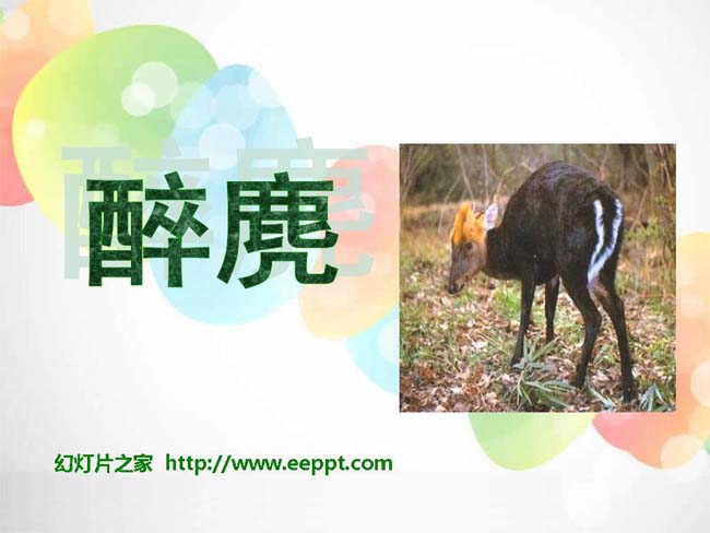 《醉麂》ppt课件模板在线免费下载
