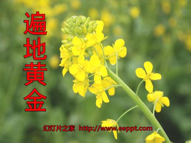 《遍地黄金》ppt模板在线下载