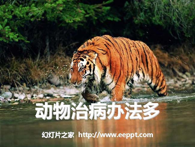 《动物治病办法多》ppt演示模板免费下载