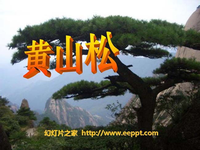 《黄山松》ppt课件ppt模板完整版打包下载