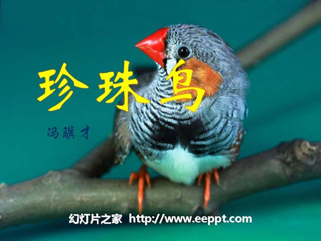《珍珠鸟》ppt课件ppt模板完整版打包下载